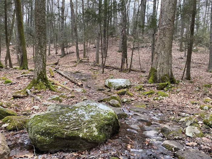Saugatuck Falls Natural Area Picture 4