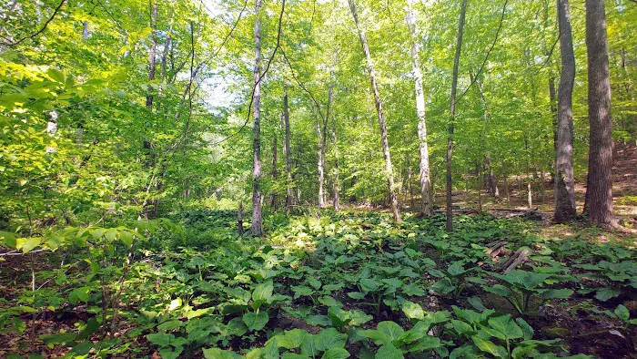 Saugatuck Universal Access Trail Picture 9