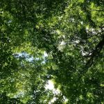 Centennial Watershed State Forest