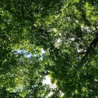 Centennial Watershed State Forest ico