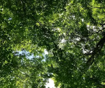Centennial Watershed State Forest