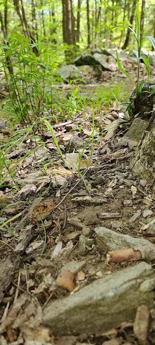 Centennial Watershed State Forest Picture 4