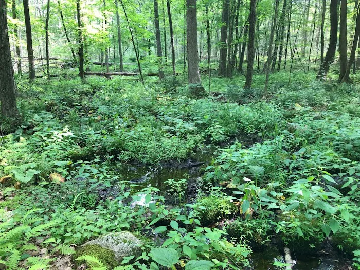 Jump Hill Preserve Picture 9