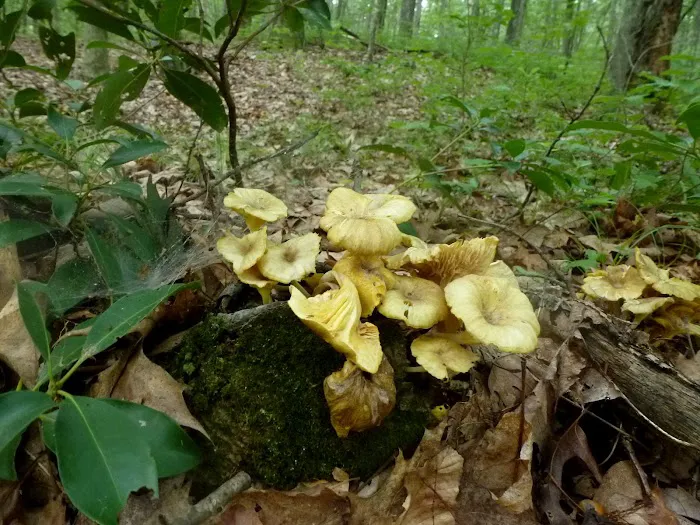 Jump Hill Preserve Picture 4