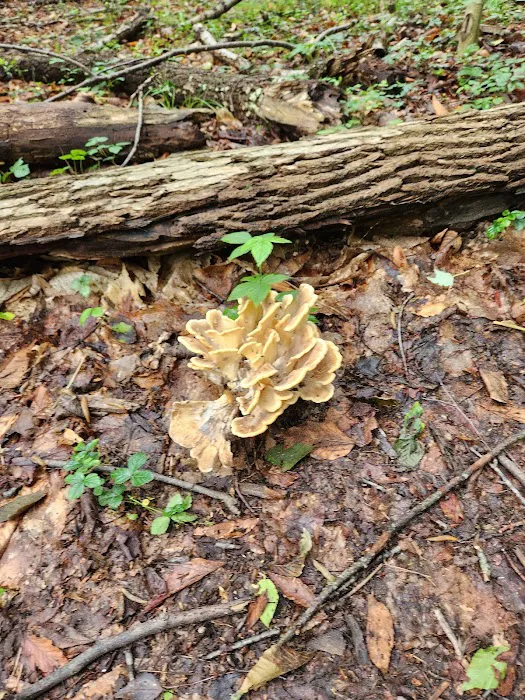 Ives Trail Picture 3