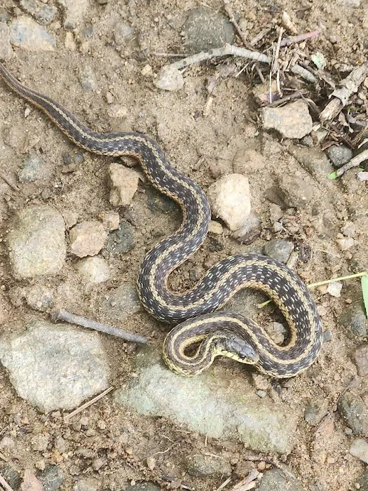 Ives Trail Picture 6