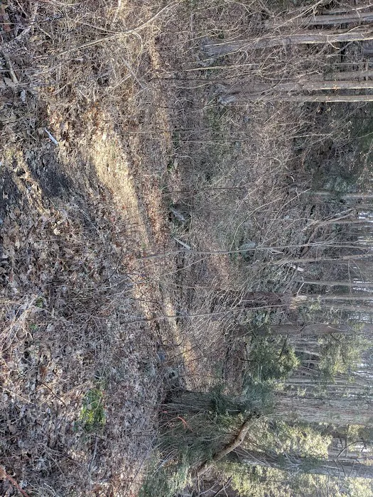 Ives Trail (Parking Area) Picture 3