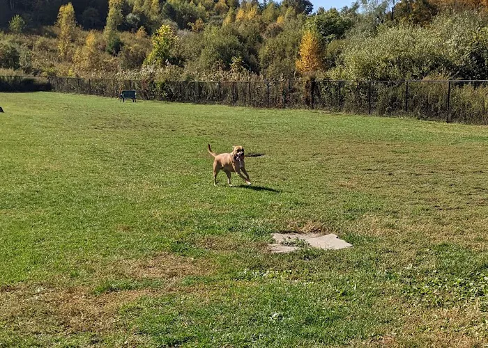 Danbury Dog Park Picture 3