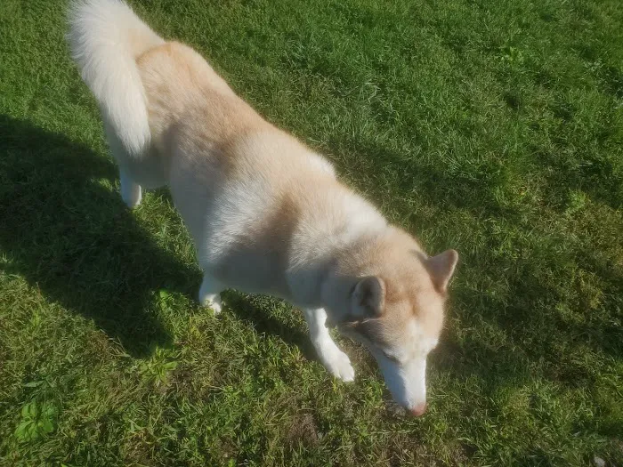 Danbury Dog Park Picture 8