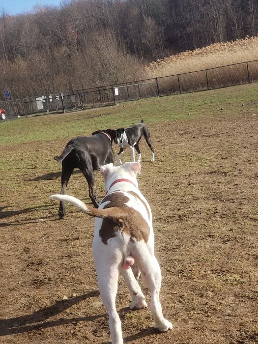 Danbury Dog Park Picture 6