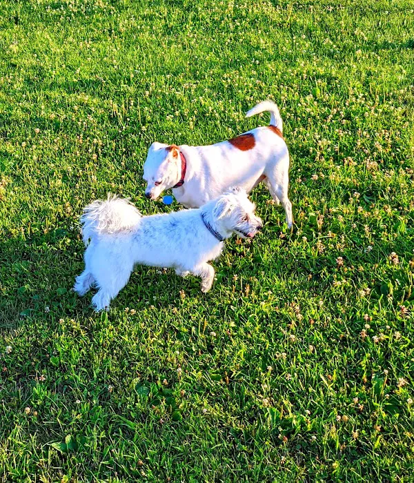 Danbury Dog Park Picture 9