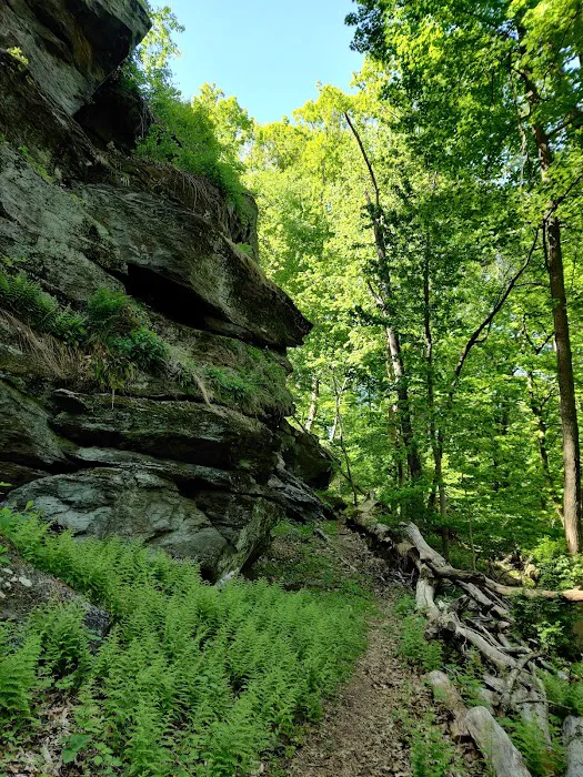Mount Laurel Park Open Space Picture 2