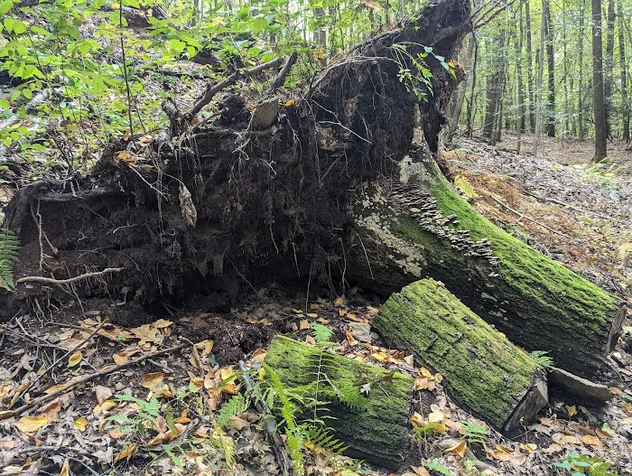 Mount Laurel Open Space Parking Picture 1