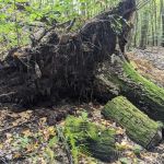 Mount Laurel Open Space Parking