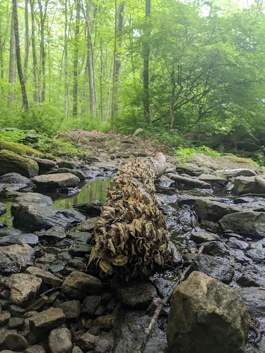 Clough Preserve Picture 6