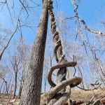 Ice Pond conservation area