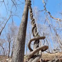 Ice Pond conservation area ico