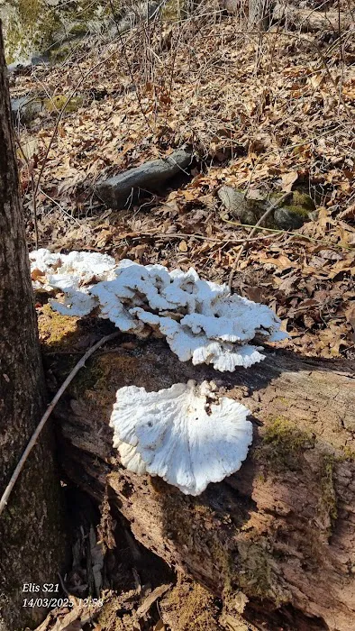 Ice Pond conservation area Picture 3