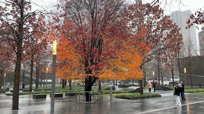 Survivor Tree Picture 9