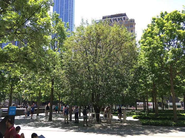 Survivor Tree Picture 1