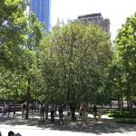 Survivor Tree