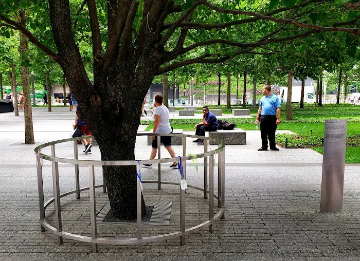 Survivor Tree Picture 3
