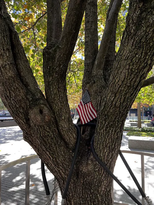 Survivor Tree Picture 5