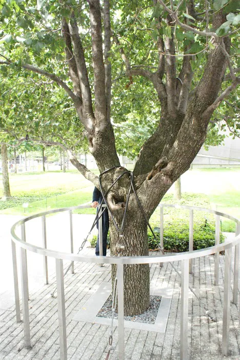 Survivor Tree Picture 10