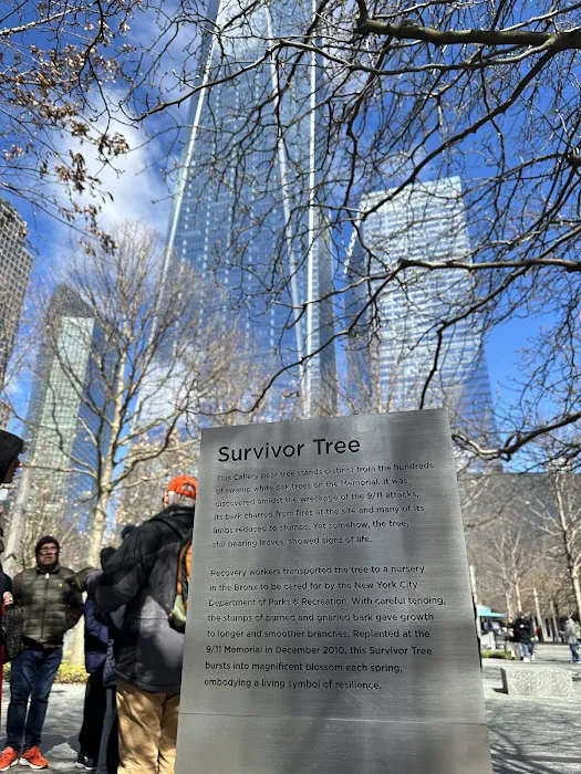 Survivor Tree Picture 8