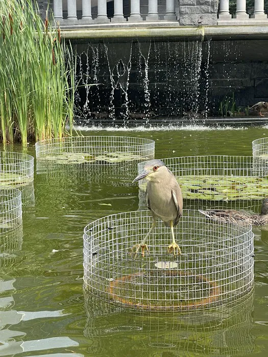 Lily Pond Picture 10
