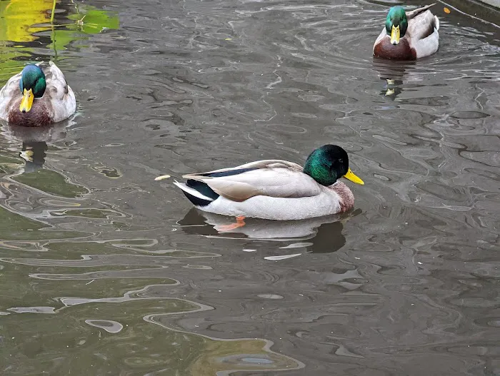 Lily Pond Picture 1