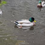 Lily Pond
