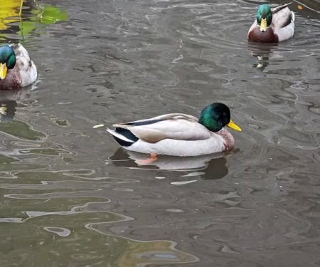 Lily Pond