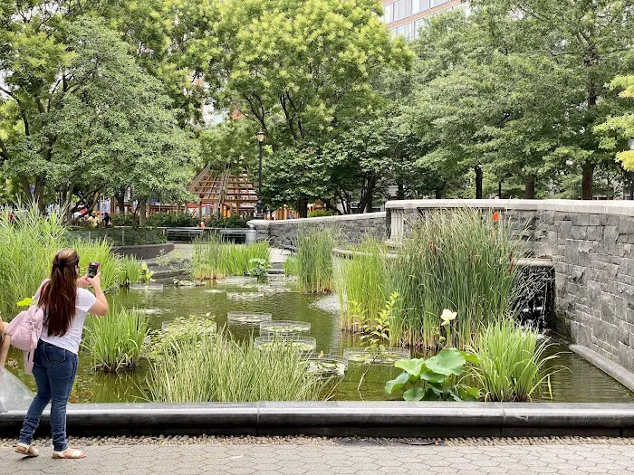 Lily Pond Picture 6
