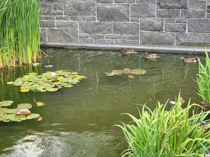 Lily Pond Picture 8