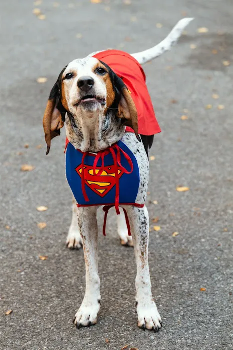 Tribeca Dog Run Picture 3