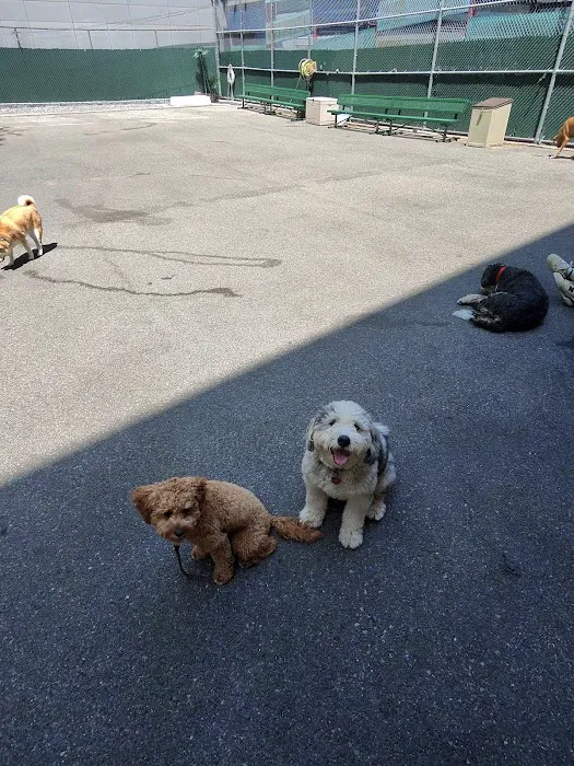 Tribeca Dog Run Picture 9