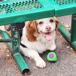 Tribeca Dog Run