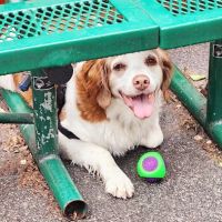 Tribeca Dog Run ico