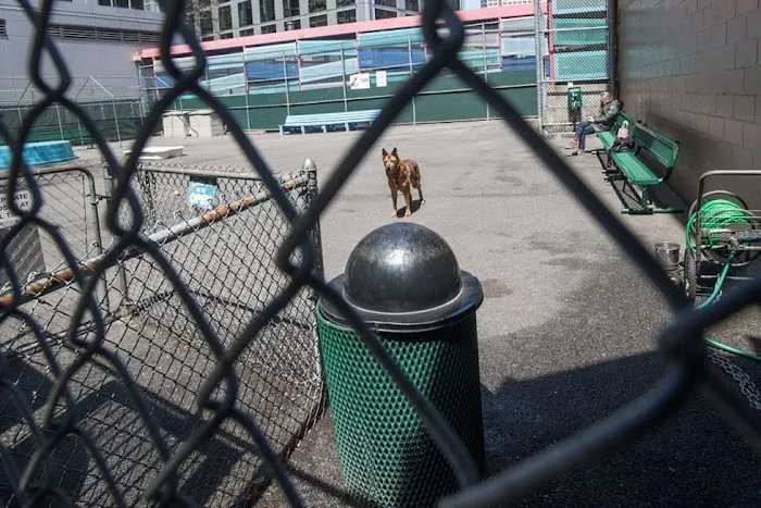 Tribeca Dog Run Picture 8