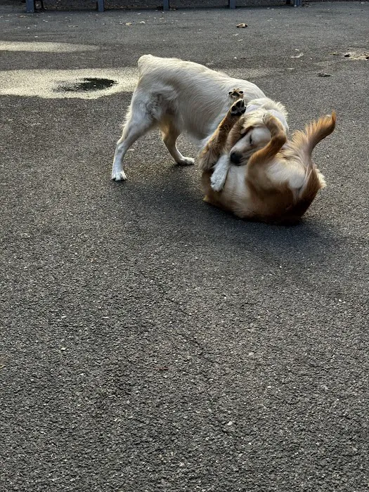 Tribeca Dog Run Picture 6