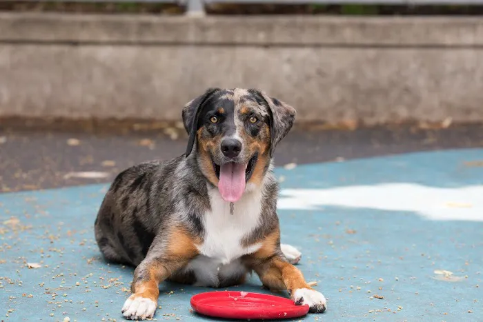 Leroy Street Dog Park Picture 6
