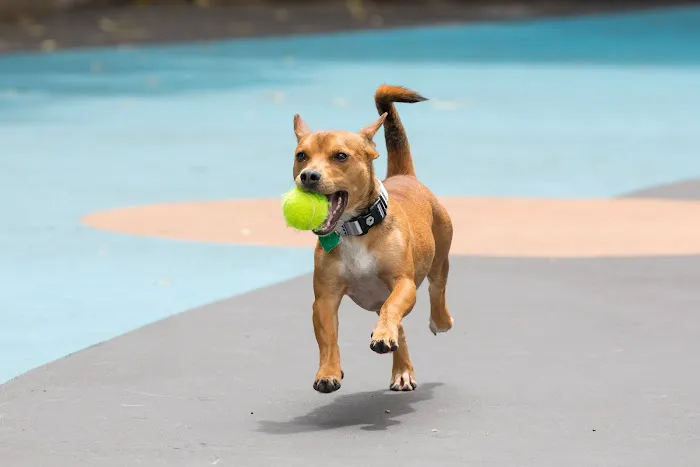 Leroy Street Dog Park Picture 1