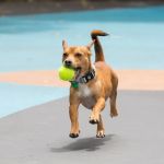 Leroy Street Dog Park