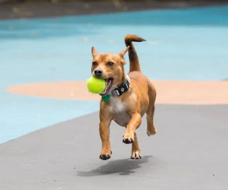 Leroy Street Dog Park