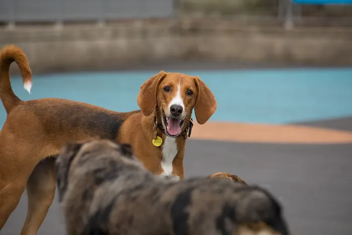Leroy Street Dog Park Picture 2
