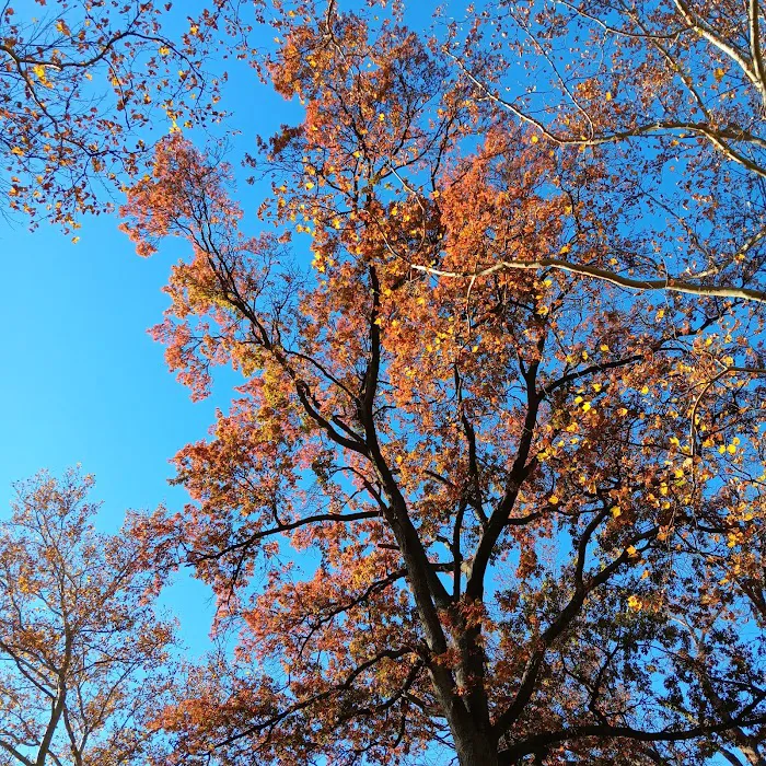 Kellogg Park Picture 7