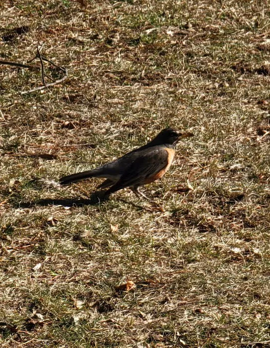 Ursino Park Picture 3