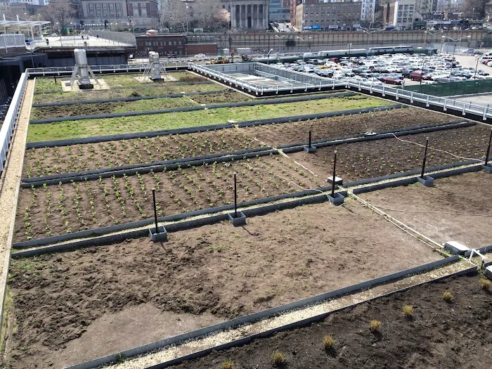 The Living Roof Picture 2