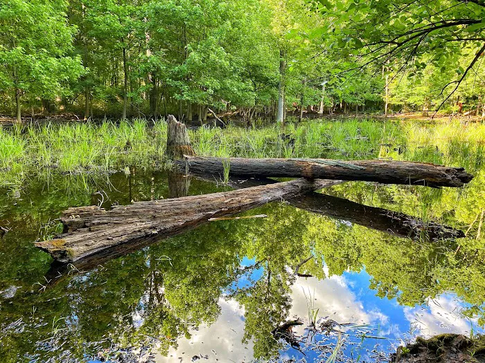 Arden Heights Woods Picture 8